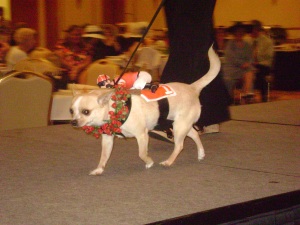 Dogs Participate In A Canine Fashion Show.